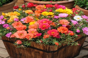 5 Cara Menanam Bunga Moss Rose Paling Mudah | Artikel Pertanian