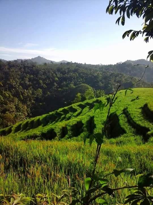 Foto Pesawahan cibokol saat padi mulai berbulir