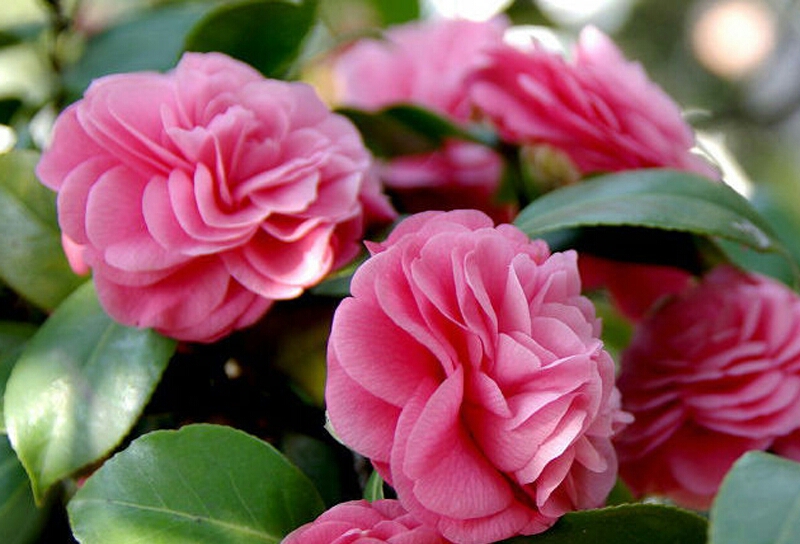 5 Cara Menanam Bunga Camelia Paling Mudah | Artikel Pertanian