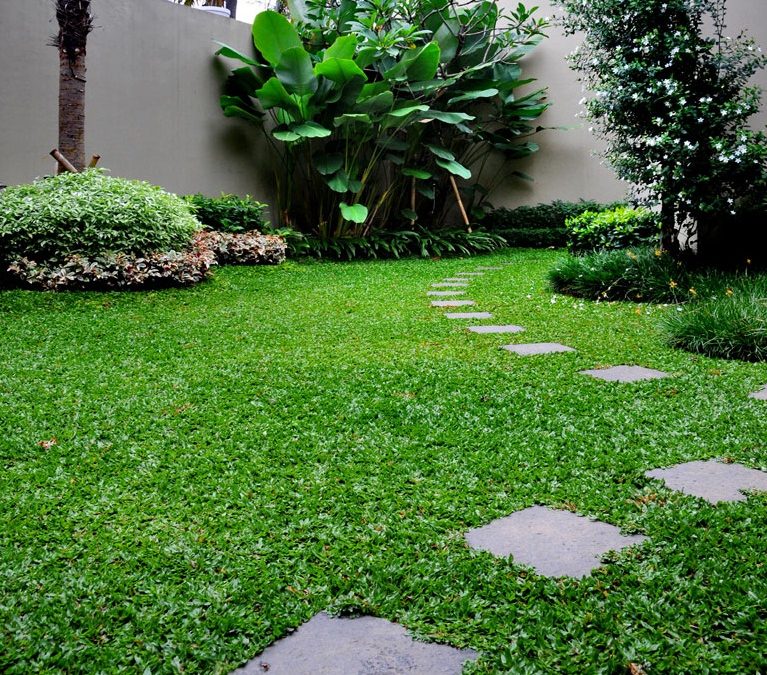 10 Cara Menanam Rumput Gajah Mini dari Biji Secara Praktis | Artikel Pertanian